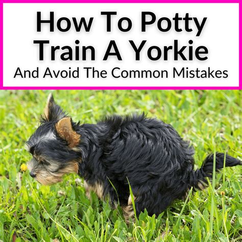 Best Age to Start Yorkie Potty Training