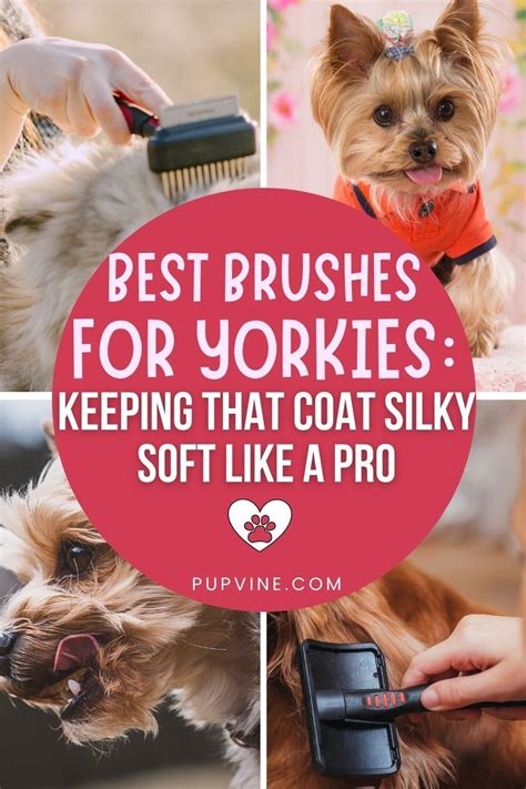 Best Brush Types for Yorkie Grooming