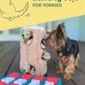 Best Dog Toys For Yorkies