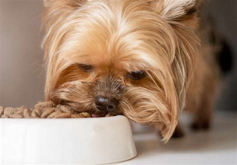 Best Food For Yorkshire Terrier