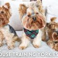 Best Rewards for Training a Yorkie