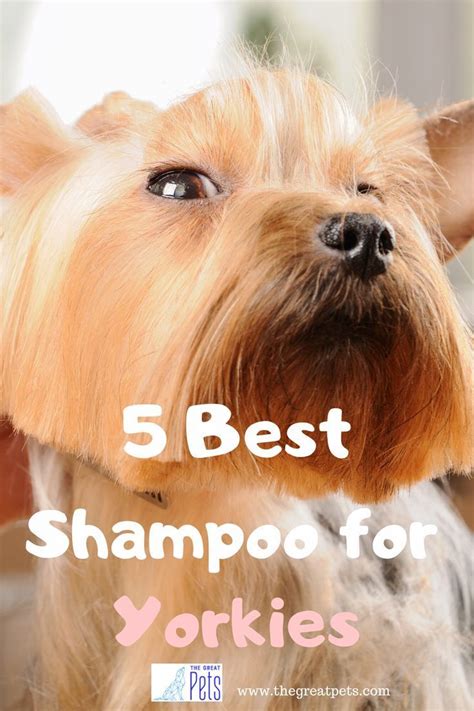 Best Shampoo For Yorkies