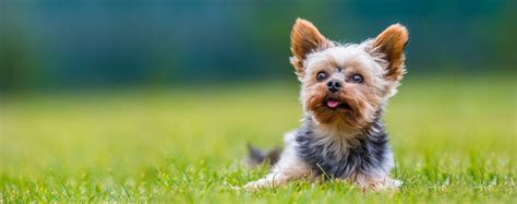 Best Summer Activities for Yorkshire Terriers