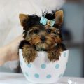 Best Toys for Your Yorkie Pup