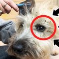 Best Way To Get Burrs Out Of Dog Fur