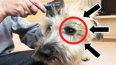 Best Way To Get Burrs Out Of Dog Fur