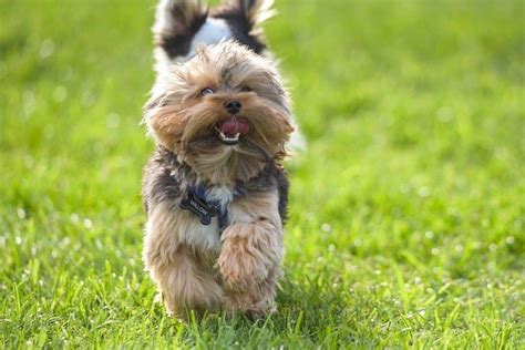 Best Way to Handle Yorkie’s Barking Fits