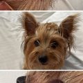 Best Yorkie dental care routine