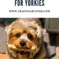 Best Yorkie dental treats