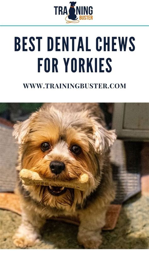 Best Yorkie dental treats