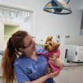 Best Yorkie dental vets