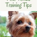 Best Yorkie training age