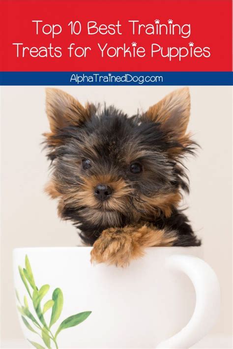 Best Yorkie training treats