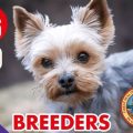 Best Yorkshire Terrier Breeders