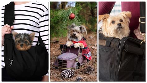 Best carriers for Yorkies