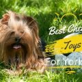 Best chew toys for Yorkies