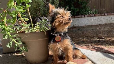 Best collar size for Yorkies