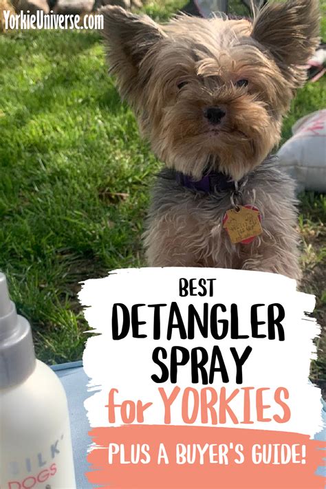 Best detangler for Yorkies