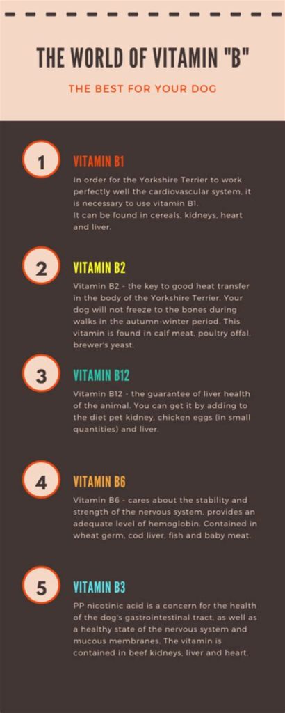 Best vitamins for Yorkies