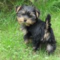 Black Yorkie Dog