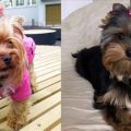 Bond With Your Yorkie: 7 Easy Ways