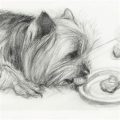 Boost Your Yorkie’s Appetite