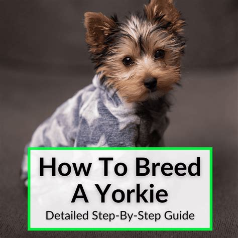 Breeding A Yorkie