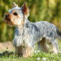 Breeding Yorkshire Terriers