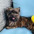 Brindle Yorkie