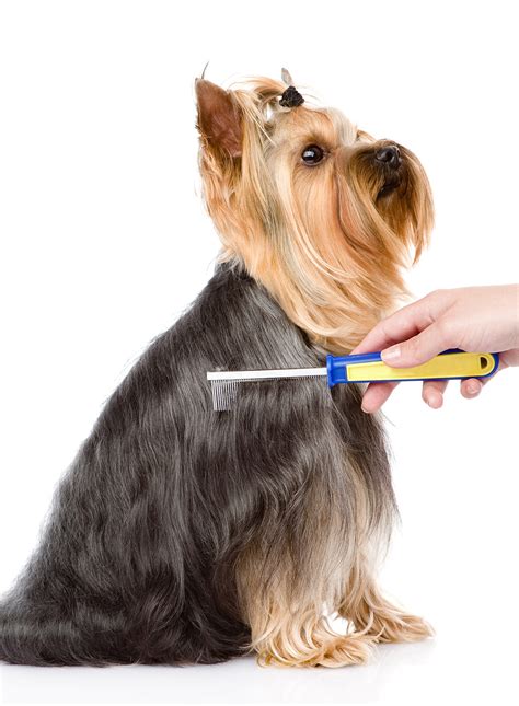 Brushing A Yorkie