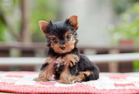 Buy A Yorkie Puppy