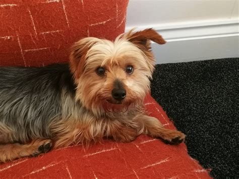 Buy Or Adopt Yorkshire Terrier