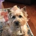 Cairn Yorkie