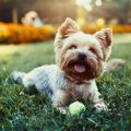 Can Yorkies Be Trained to Fetch?