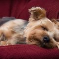 Can Yorkies Be Trained to Sleep Quietly?