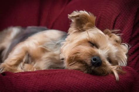 Can Yorkies Be Trained to Sleep Quietly?