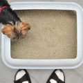 Can Yorkies Be Trained to Use Litter?