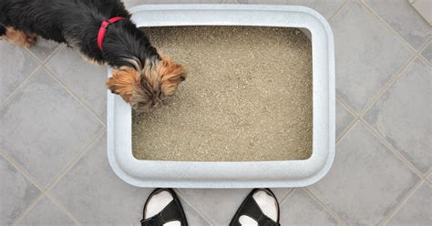 Can Yorkies Be Trained to Use Litter?