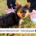 Can Yorkies Be Trained to Use a Bell?