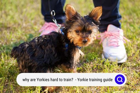 Can Yorkies Be Trained to Use a Bell?