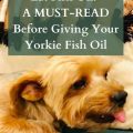 Can Yorkies Eat Fish?