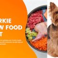 Can Yorkies Eat Raw Food?