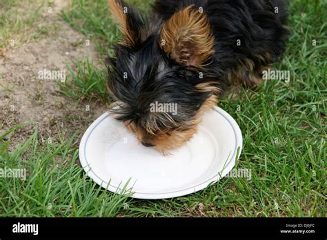 Can Yorkies Have Milk?