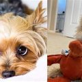 Can Yorkies Sense Bad People? Truth Revealed