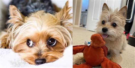 Can Yorkies Sense Bad People? Truth Revealed