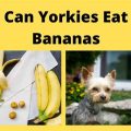 Can Yorkies eat bananas?