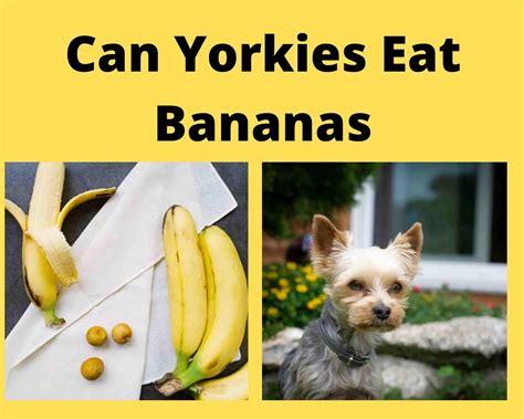 Can Yorkies eat bananas?