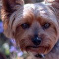 Can Yorkshire Terriers Be Left Alone? Expert Tips Inside