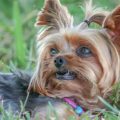 Can Yorkshire Terriers Be Trained Off-Leash?