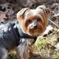 Can Yorkshire Terriers be left alone?